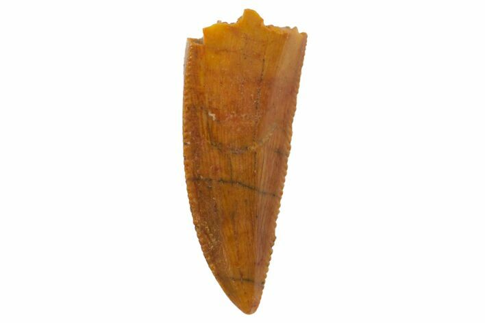 Serrated, Raptor Tooth - Real Dinosaur Tooth #135182